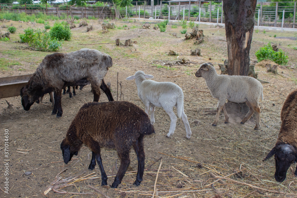 Fototapeta premium herd of sheep