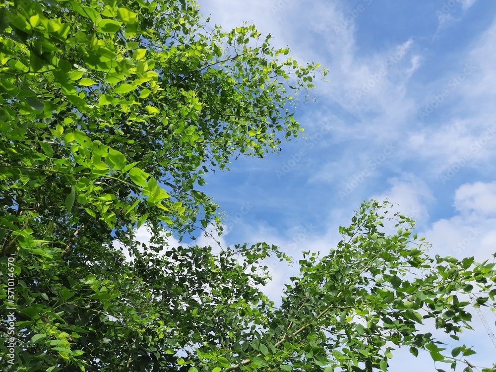 Dalbergia sissoo tree in blue sky background. This tree, known commonly as North Indian rosewood, is a fast-growing, hardy deciduous rosewood tree native to the Indian Subcontinent and Southern Iran. Dalbergia sissoo tree in blue sky background. This tree, known commonly as North Indian rosewood, is a fast-growing, hardy deciduous rosewood tree native to the Indian Subcontinent and Southern Iran.