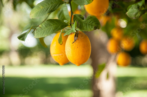 ripe meyer lemons hanging from a tree with bright green leaves. Shallow depth of field with soft, warm light.