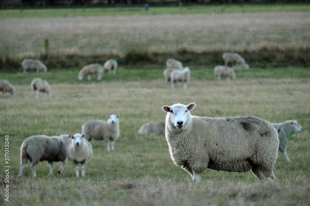 Sheep farm New Zealand and mountain background. Sheep farm New Zealand and mountain background.