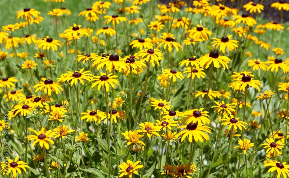 A field of bright yellow flowers on a sunny day. A field of bright yellow flowers on a sunny day.