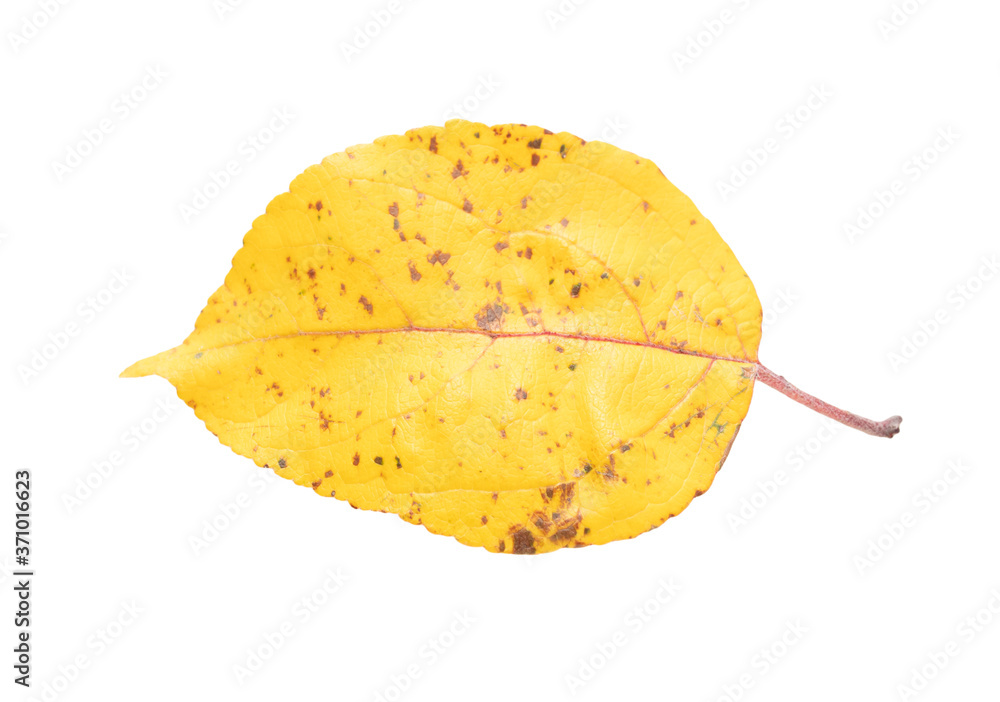 Naklejka premium Autumn leaf isolated on white background.