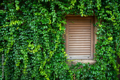 A classic wooden window and greenery tree leafs on the building wall. Exterior gardening decoration object photo. 
