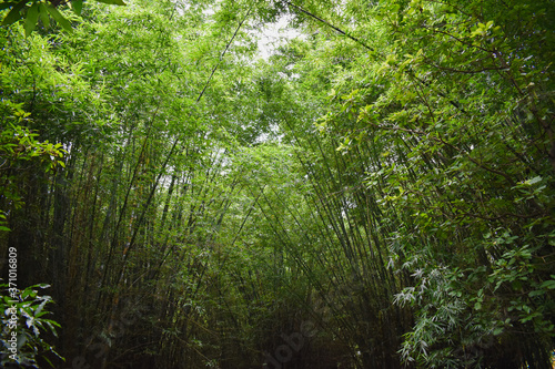green forest in the morning with bamboo trees
