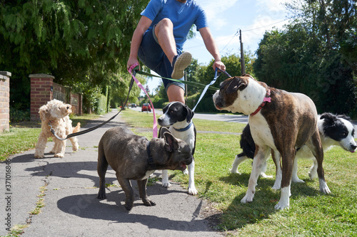 Photography Young male dog walker walking dogs along surburban street