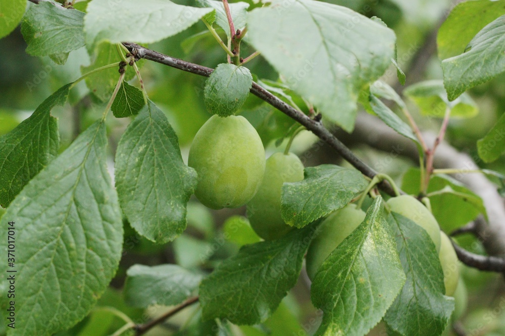 Fototapeta premium Green plums on a tree in the summer garden