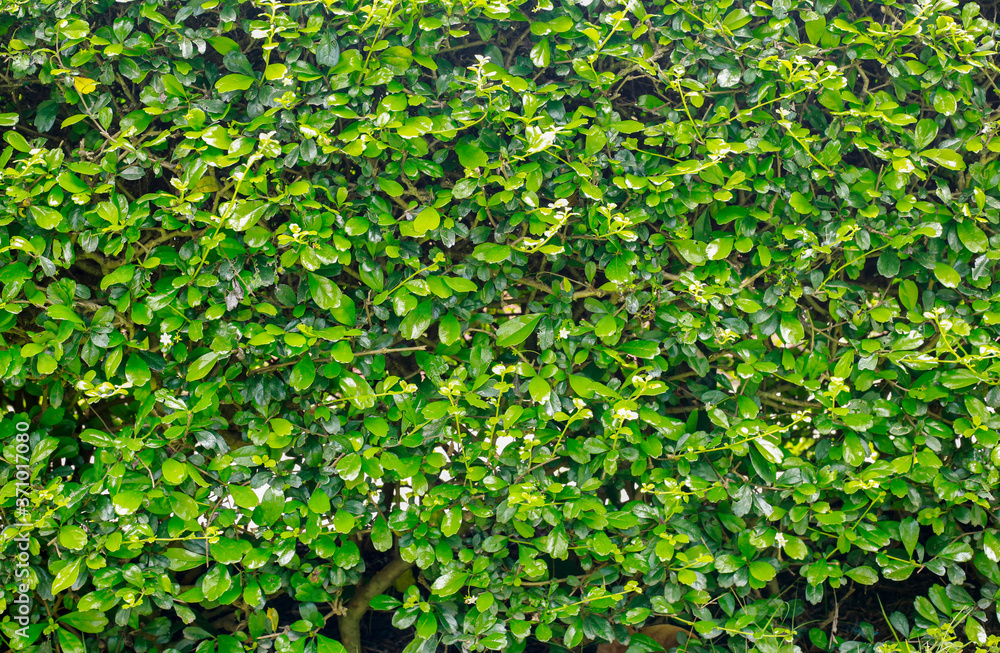 Obraz premium Green leaf nature background