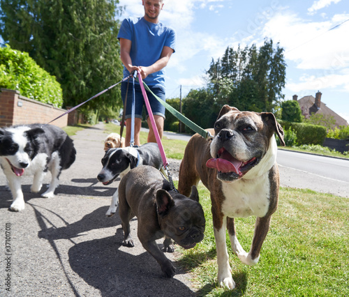 Young male dog walker walking dogs along surburban street photo