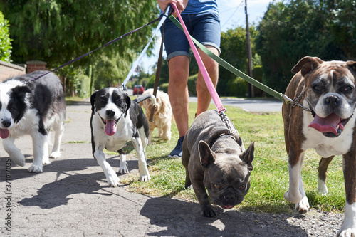 Young male dog walker walking dogs along surburban street