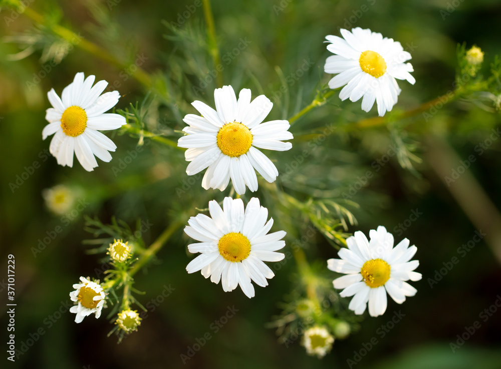 Obraz premium Beautiful white daisy flowers in the summer park.