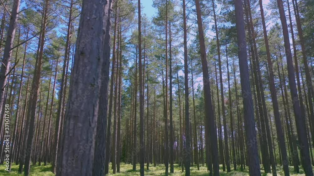 Hundreds of tall pine trees in Hiiumaa Estonia.geology shot Hundreds of tall pine trees in Hiiumaa Estonia.geology shot