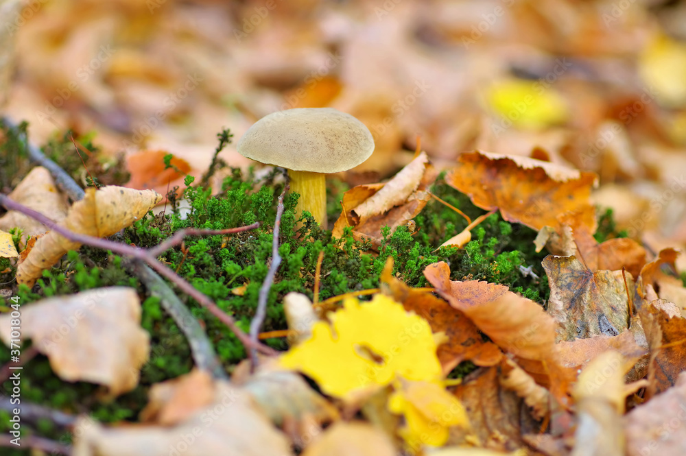 Sandröhrling Pilz im Herbstwald - velvet bolete mushroom in forest Sandröhrling Pilz im Herbstwald - velvet bolete mushroom in forest
