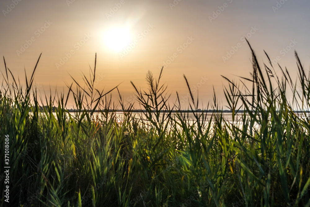 Fototapeta premium Paysage de Camargue - Camargue landscape