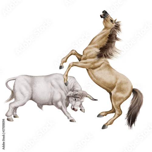 combat de cheval et le taureau blanc  force  attaque  debout  animal  brun  mammif  re  joli  sauvage  agressive  dangereux  illustration  de race  ferme  fond blanc  color    fantastique  muscl    fort