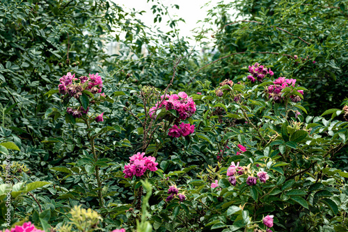 Fototapeta Naklejka Na Ścianę i Meble -  Beautiful bush with rose flowers close up in the afternoon.