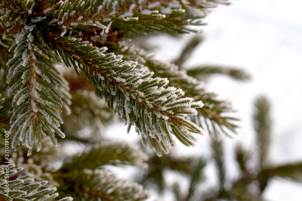 a branch from a spruce tree with snow close up on a blurry background