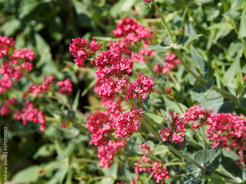 Red valerian or kiss-me-quick (Centranthus ruber) Red valerian or kiss-me-quick (Centranthus ruber)