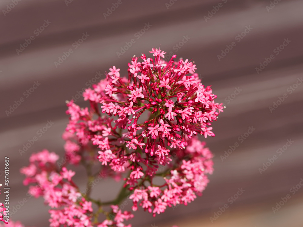 Closeup of inflorescence of Red valerian with round clusters of small flowers (Centranthus ruber)