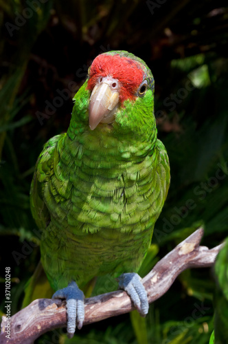 Red-crowned Amazon (Amazona viridigenalis) photo