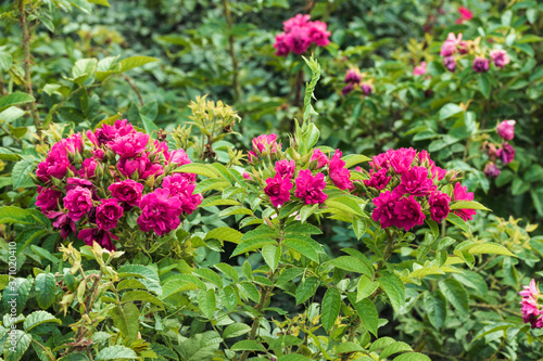 Beautiful pink flowers close up in the afternoon.