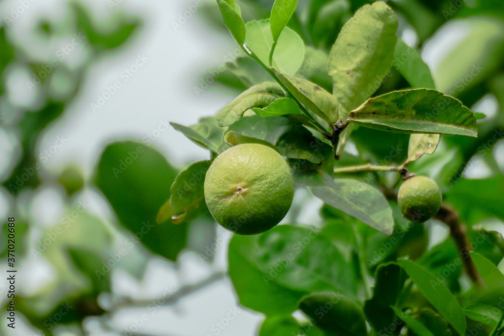 limes on tree, fruit sour, green lemon in farm, lime plantation