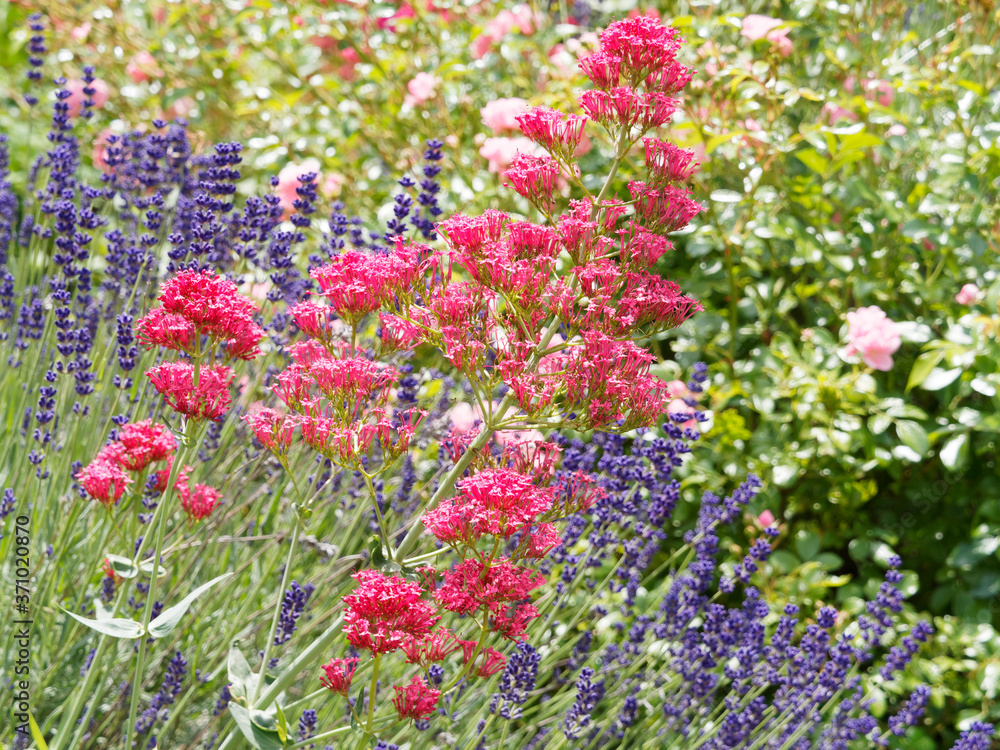Red valerian or kiss-me-quick (Centranthus ruber) with rounded clusters of small brick red, pale pink or purplish red flowers and lanceolate, oval blue green foliage Red valerian or kiss-me-quick (Centranthus ruber) with rounded clusters of small brick red, pale pink or purplish red flowers and lanceolate, oval blue green foliage
