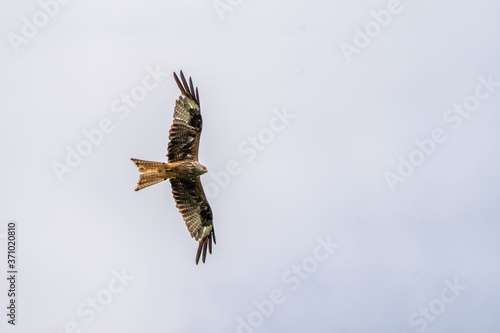 Endangered species Red Kite ( Milvus Milvus) bird of prey soaring in the skies above mid Wales photo