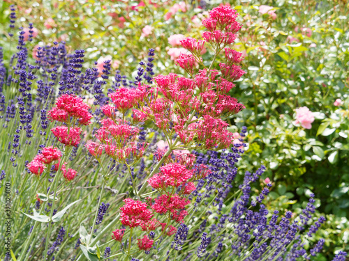 Red valerian or kiss-me-quick  Centranthus ruber  with rounded clusters of small brick red  pale pink or purplish red flowers and lanceolate  oval blue green foliage 