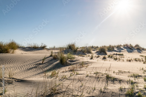 Paysage de Camargue - Camargue landscape