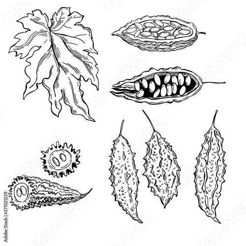  Hand drawn balsam pear, momordika, Bitter gourd, bitter melon, Balsam apple.  Vector sketch  illustration.
