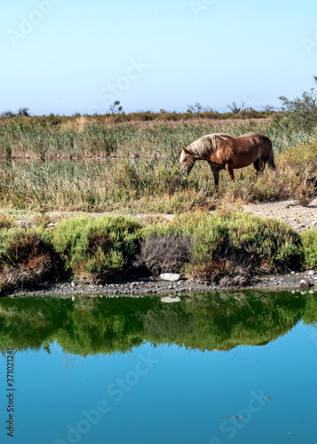 Paysage de Camargue - Camargue landscape