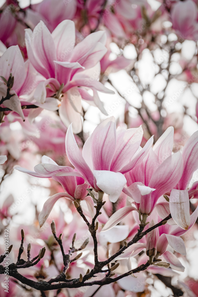 Obraz premium Magnolien