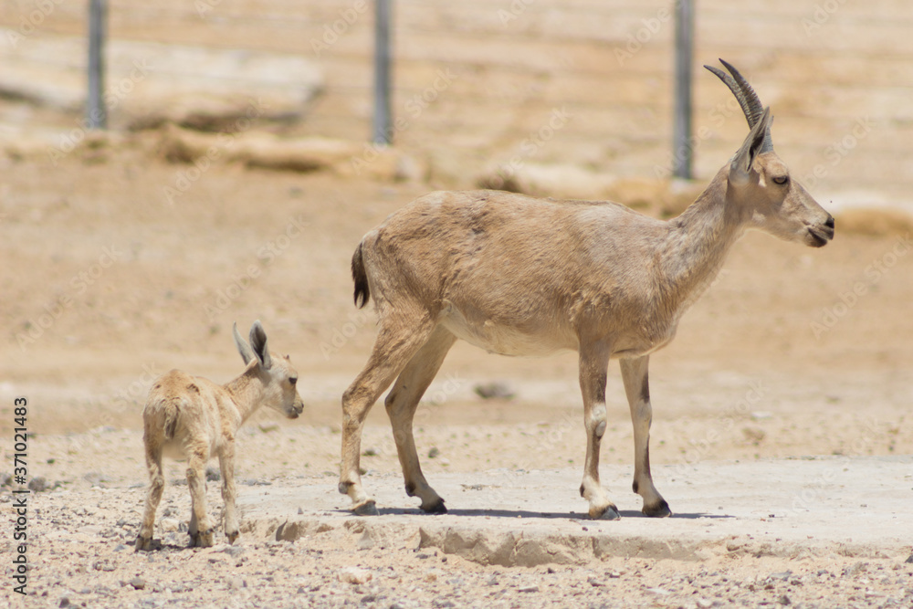 Young goat and his mother in the wild. Young goat and his mother in the wild.