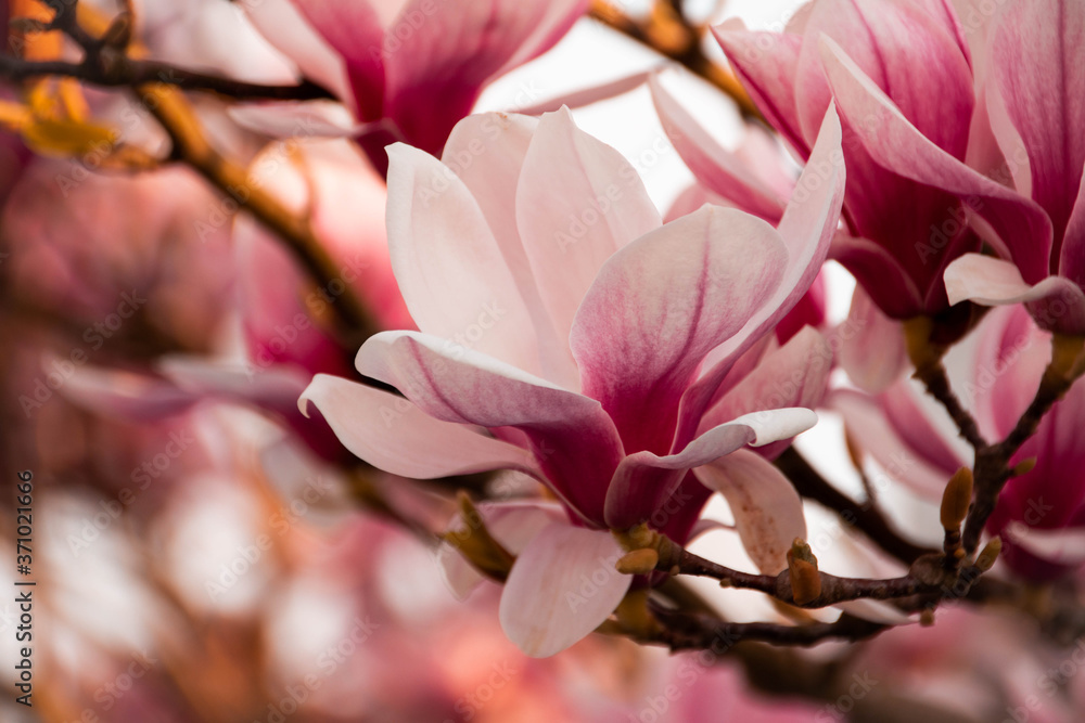 Obraz premium Magnolienzauber2