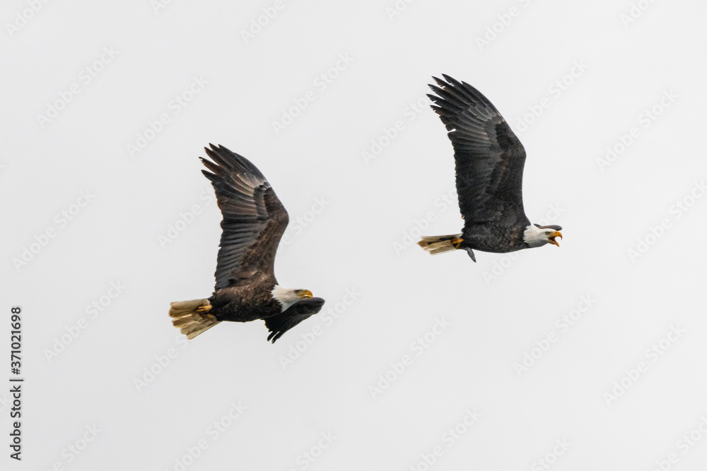 Fototapeta premium Bald Eagles (Haliaeetus leucocephalus) in Flight