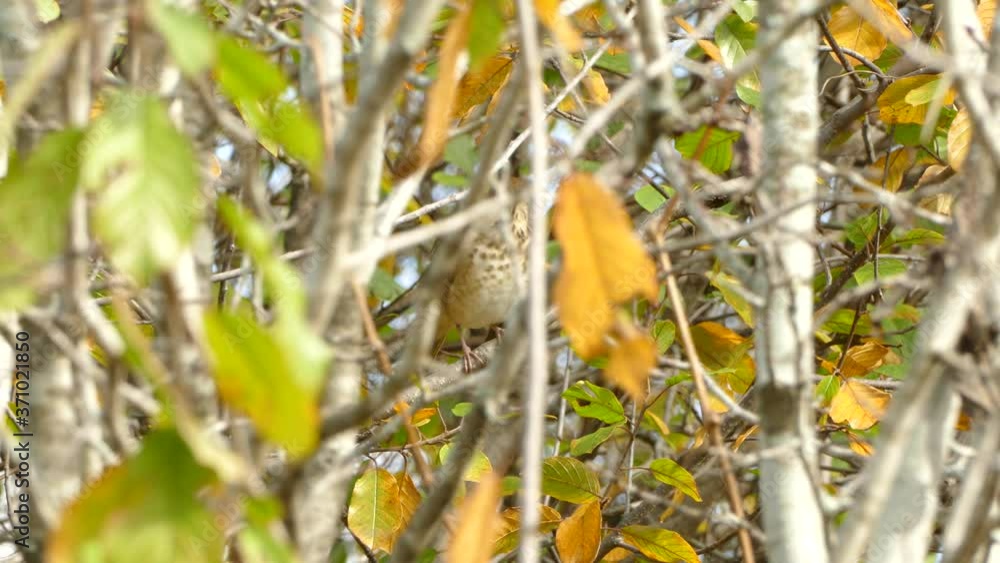 Brown fall bird hiding behind yellow coloured leaves due to seasonal change Brown fall bird hiding behind yellow coloured leaves due to seasonal change