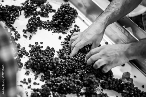 фотографія Grainy, high-contrast black and white image of male hands sorting wine grapes on a conveyor belt