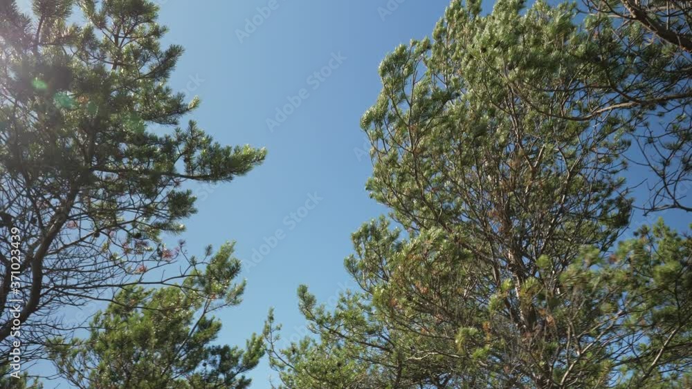 The waving leaves of the pine tree in Kopu peninsula Hiiumaa Estonia.geology shot The waving leaves of the pine tree in Kopu peninsula Hiiumaa Estonia.geology shot