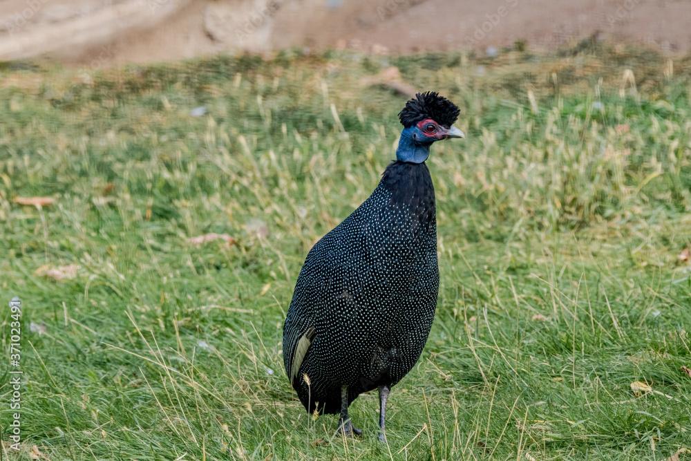 Fototapeta premium Eastern Crested Guineafowl (Guttera pucherani)