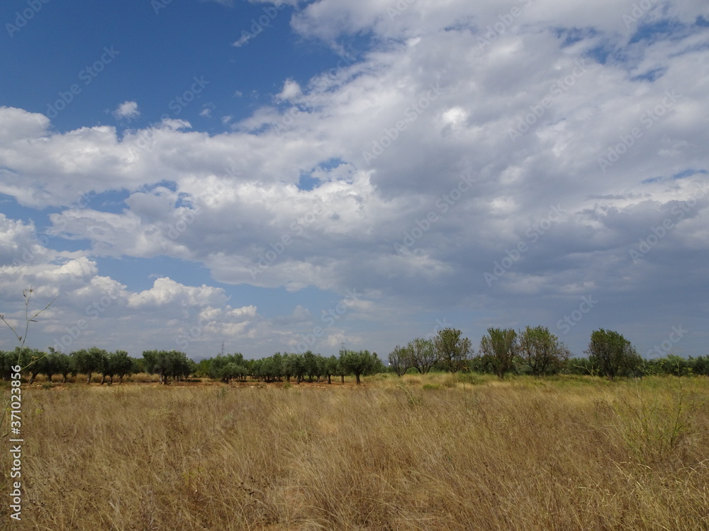 Fototapeta premium Blue Sky over Spanish Orchard