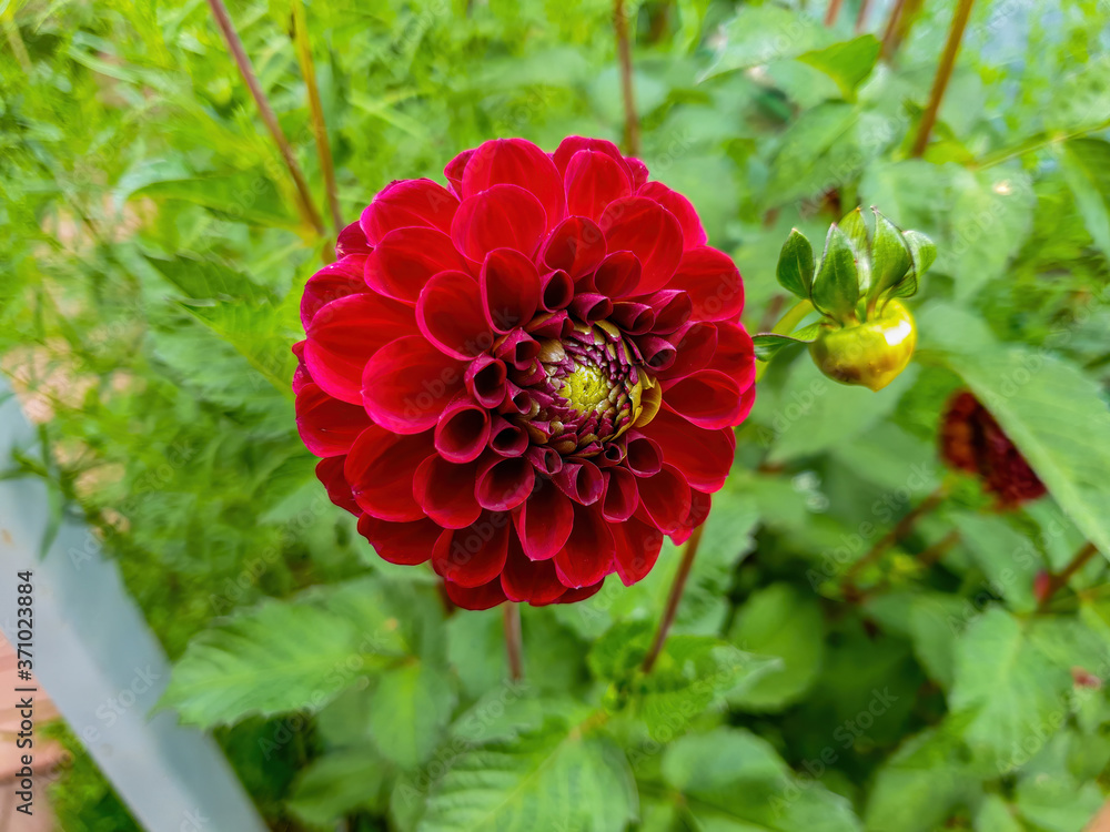 red dahlia flower