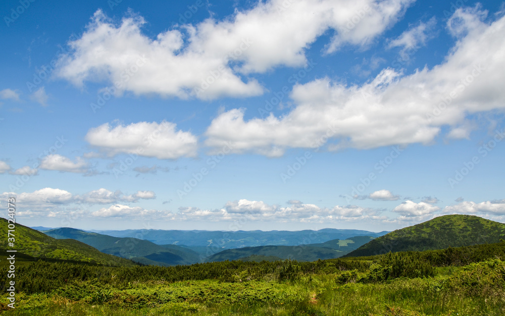 Mountain summer landscape. Green grass valley, pine trees forest on hillside under sky with clouds. Carpathians. Ukraine