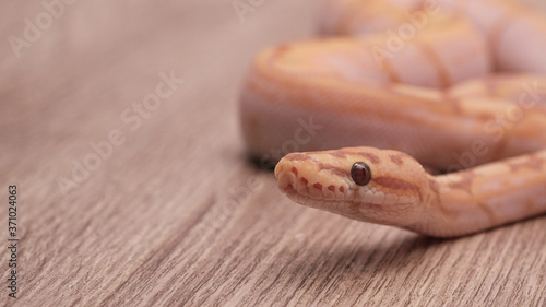 ball python on a brown wood color. Ball python  python regius  crawling on hand with selective focus and copy space  Background for exotic pets or animals and wildlife concept.