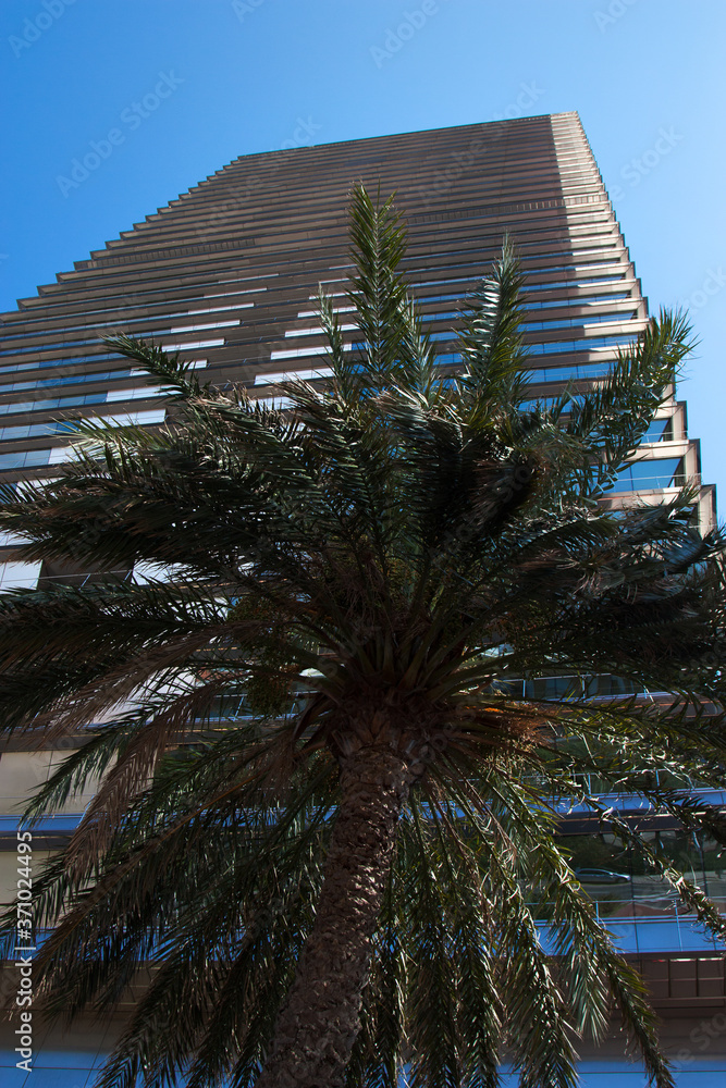 Fototapeta premium palm trees at night