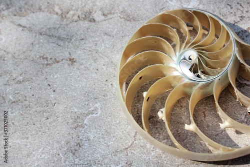 Nautilus shell with copy space concrete stone background cross section symmetry Fibonacci spiral sequence 