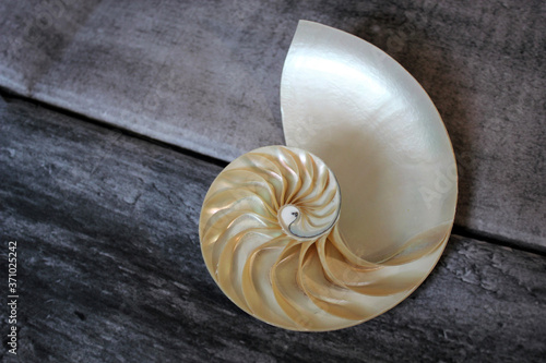 Nautilus shell with copy space wooden background cross section symmetry Fibonacci spiral sequence number