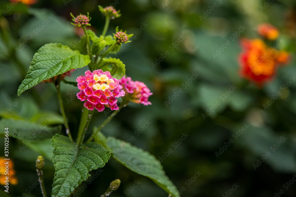 Brazilian Flowers Spring Colors Brazilian Flowers Spring Colors
