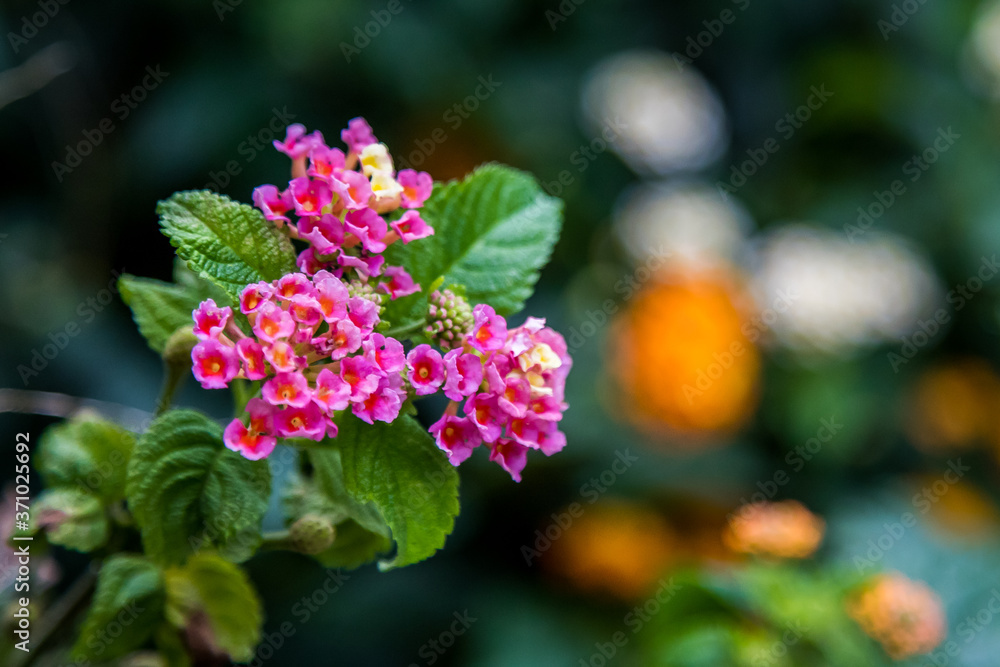 Brazilian Flowers Spring Colors Brazilian Flowers Spring Colors
