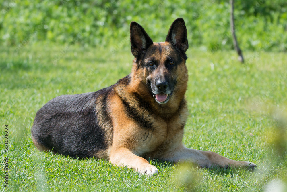 proud german shepherd dog lying on field
