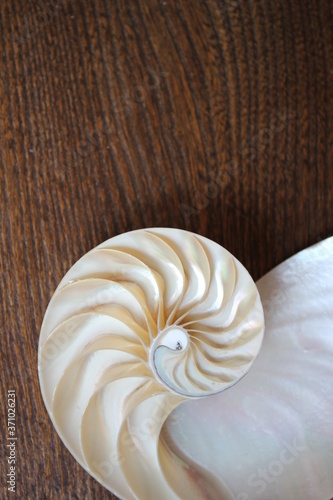 Nautilus shell with copy space wooden background cross section symmetry Fibonacci spiral sequence number